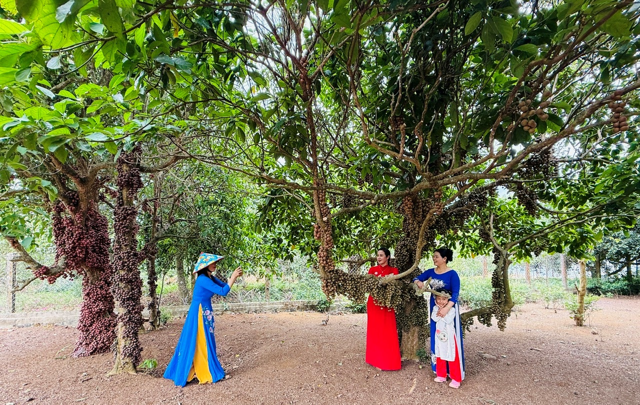 Rực rỡ mùa trái đỏ chín trên cao nguyên Vân Hòa